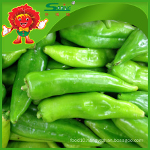 Wholesale big green chilli with high quality low price